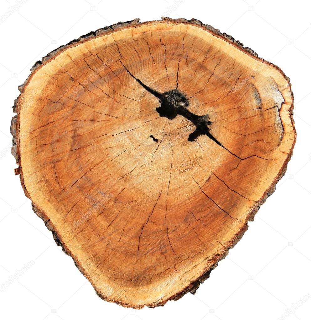 Tree stump isolated on white background
