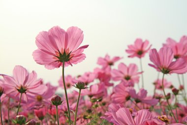 Kozmos çiçekleri alan