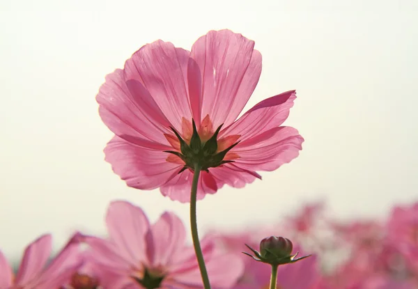 Fiore del cosmo — Foto Stock