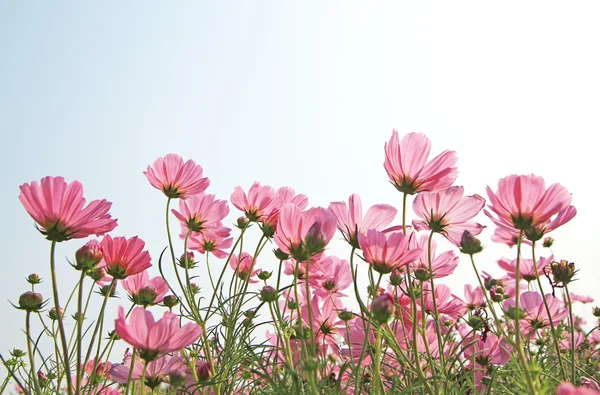 Campo de flores Cosmos — Fotografia de Stock