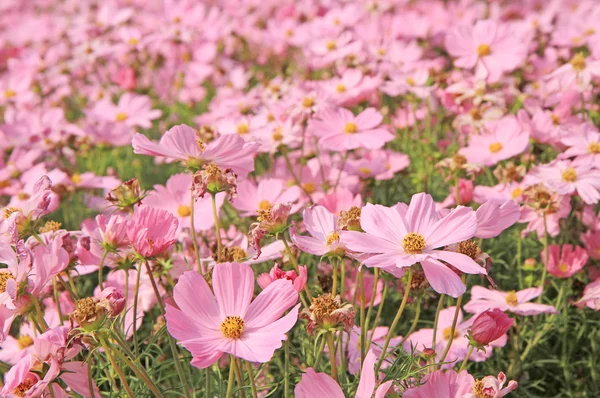 Campo de flores Cosmos — Fotografia de Stock