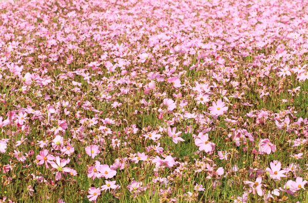 Campo de flores Cosmos — Fotografia de Stock