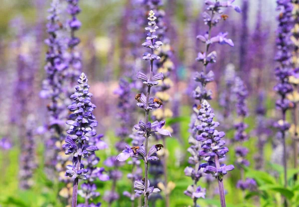 Campo de lavanda — Fotografia de Stock