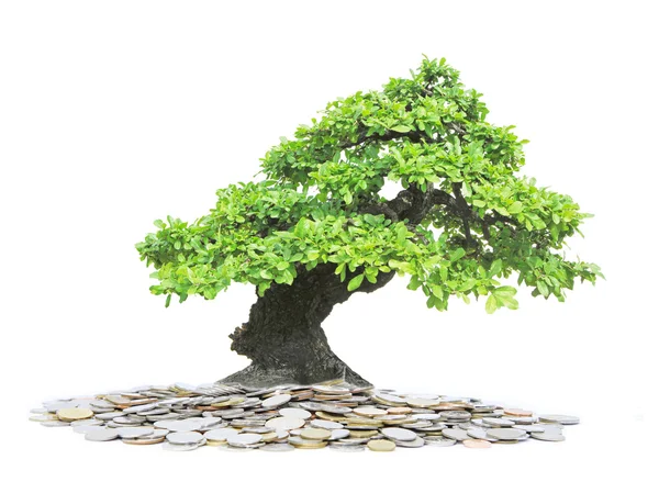 Copac verde în creștere din grămadă de monede — Fotografie, imagine de stoc