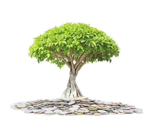 Copac verde în creștere din grămadă de monede — Fotografie, imagine de stoc
