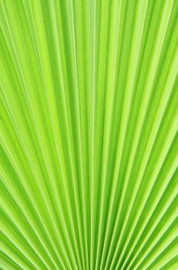 Palmiye yaprak doku veya arka plan