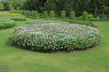 Cezayir menekşesi çiçek alanı