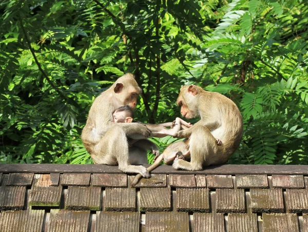 Стадо обезьян на старой черепичной крыше — стоковое фото