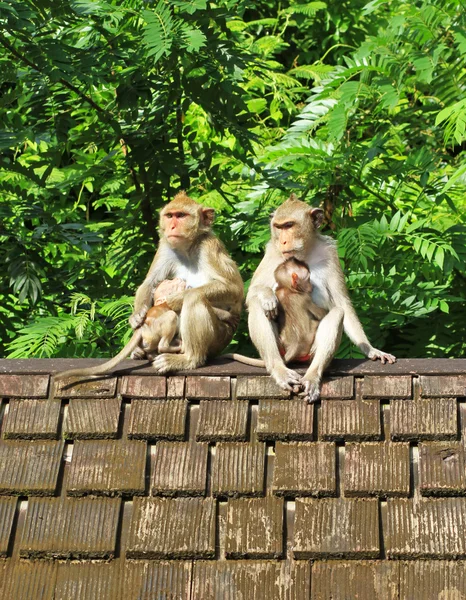 Rebanho de macaco no telhado de azulejo velho — Fotografia de Stock