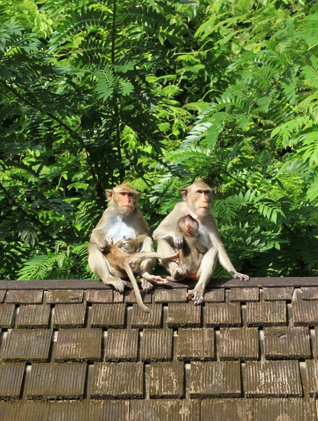 Стадо обезьян на старой черепичной крыше — стоковое фото
