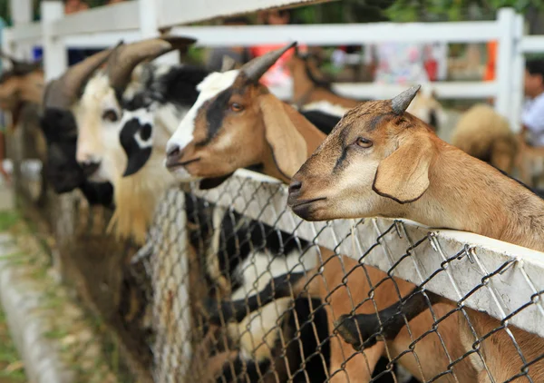 Goat in the paddock — Stock Photo, Image