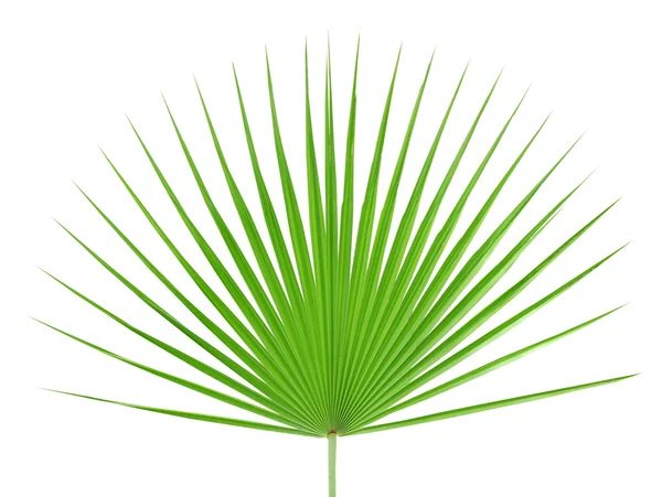 Пальмовий лист ізольований на білому тлі — стокове фото