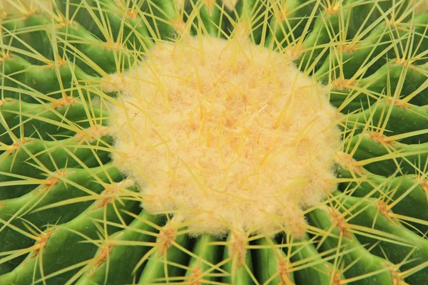 Close up image of cactus — Stock Photo, Image