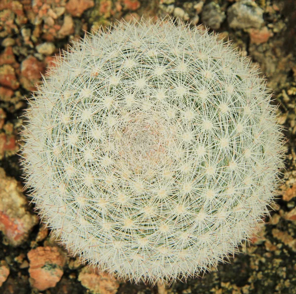 Close up image of cactus — Stock Photo, Image