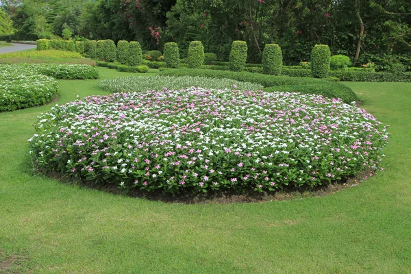 Cezayir menekşesi çiçek alanı