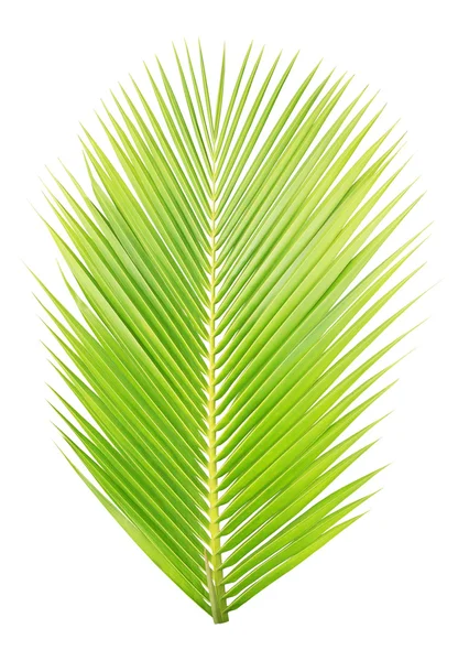 Kokosowy zielony liść na białym tle — Zdjęcie stockowe