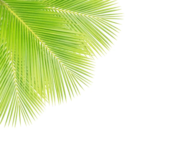 Gröna kokos blad på vit bakgrund — Stockfoto