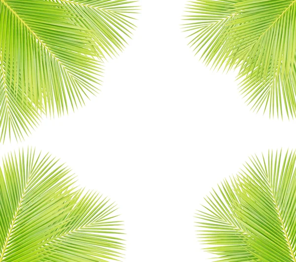 Hojas de coco verde aisladas sobre fondo blanco — Foto de Stock
