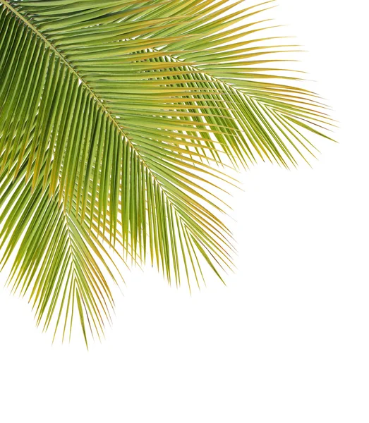 Beyaz zemin üzerine yeşil Hindistan cevizi yaprağı