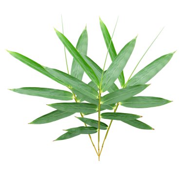 Beyaz arkaplanda izole edilmiş bambu yaprakları