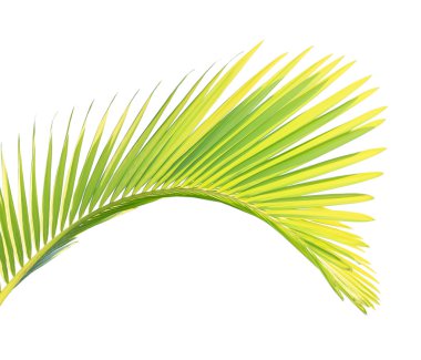 Beyaz arkaplanda yeşil palmiye yaprağı izole