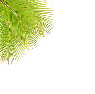 Beyaz arkaplanda yeşil palmiye yaprakları izole
