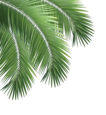 Green palm leaves isolated on white background clipart