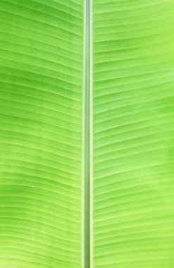 Muz Yaprak doku veya arka plan