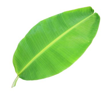 Beyaz arkaplanda muz yaprağı izole