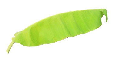 Beyaz arkaplanda muz yaprağı izole