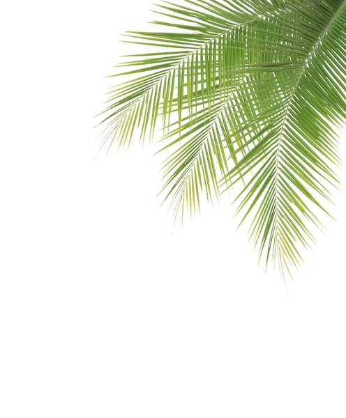 Zelený kokos listí rám na bílém pozadí — Stock fotografie