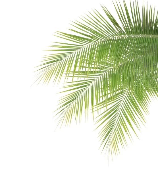 Green coconut leaf frame isolated on white background — Stock Photo, Image