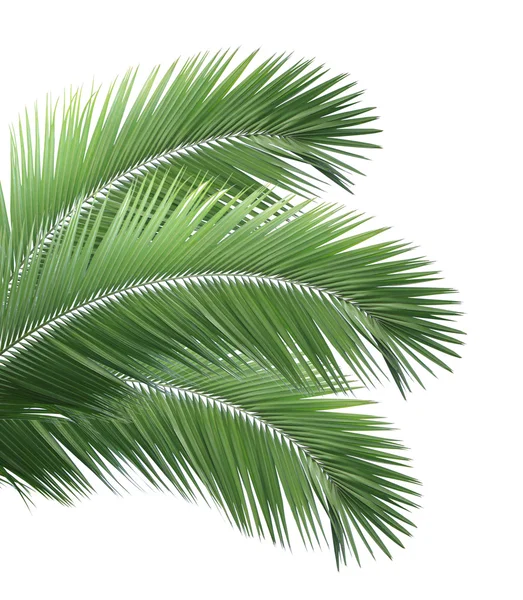 Folhas de palma verde isoladas no fundo branco — Fotografia de Stock