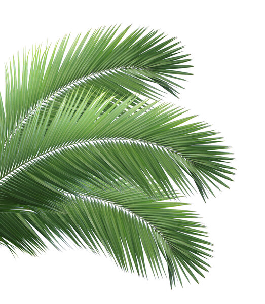 Green palm leaves isolated on white background