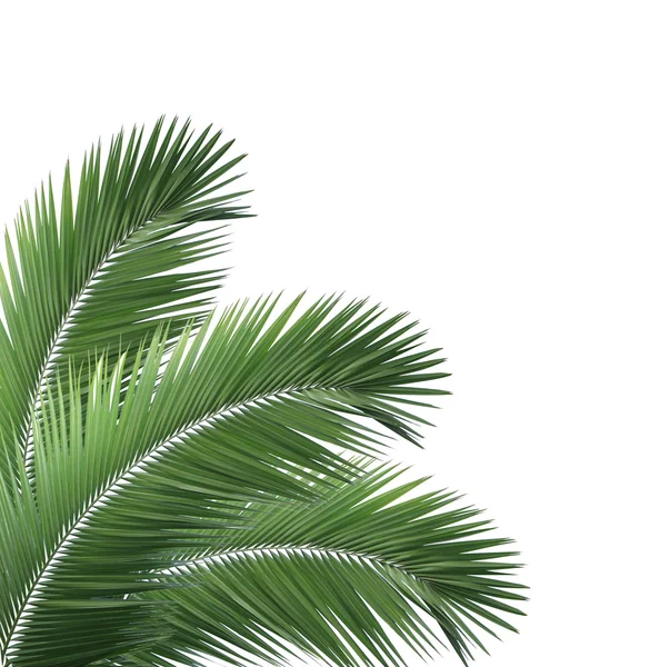 Folhas de palma verde isoladas no fundo branco — Fotografia de Stock