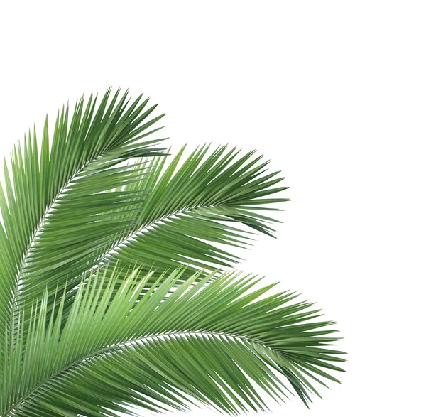 Green palm leaves isolated on white background — Stock Photo, Image