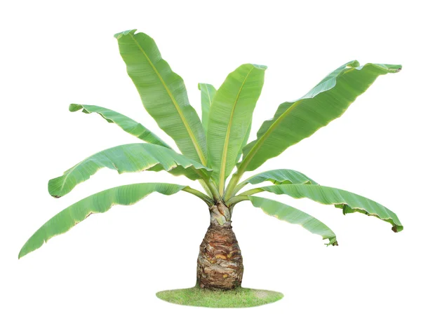 Beyaz arkaplanda izole edilmiş muz ağacı