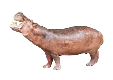 beyaz arkaplanda izole edilmiş hipopotam