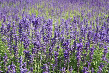 Lavanta çiçeği tarlası