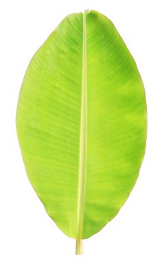 Beyaz arkaplanda muz yaprağı izole