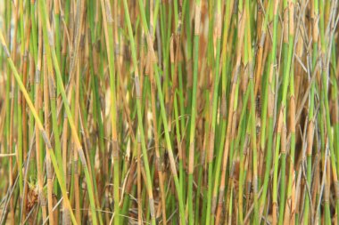 yeşil bitki arka plan