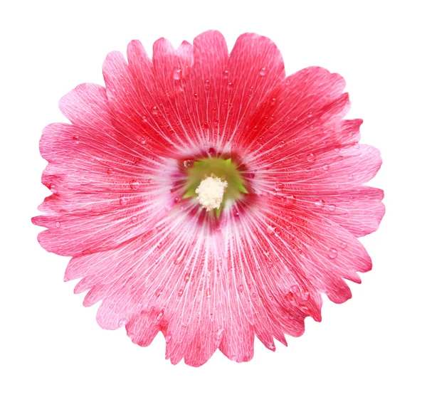 Flor rosa Hollyhock —  Fotos de Stock