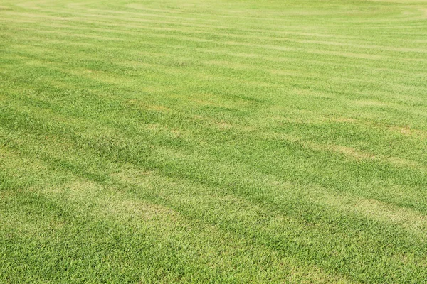 Rumput hijau dipotong dengan garis-garis — Stok Foto