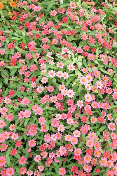 Cama de flores — Fotografia de Stock