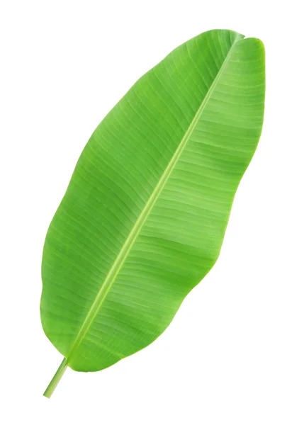 Банановий лист ізольований на білому тлі — стокове фото