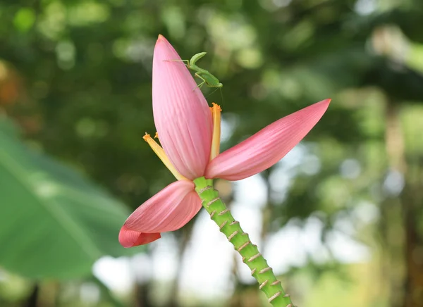 Mantis sur fleur de banane rose — Photo