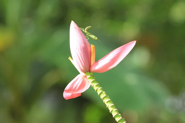 Mantis på rosa banan blomma — Stockfoto