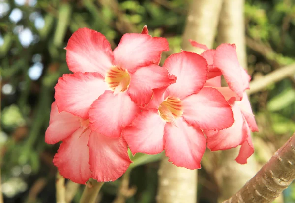 Rosa Adenium oder Wüstenrose Blume — Stockfoto