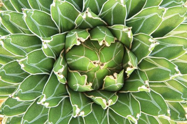 Agave victoriae-reginae (gavaceae) — Stock Photo, Image