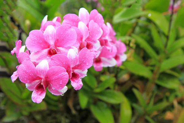 Tropisk orkidé blomma — Stockfoto